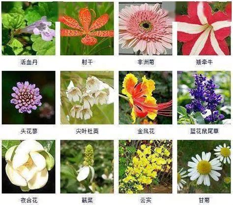 花草|草本植物(花卉)图鉴及常见问题大全